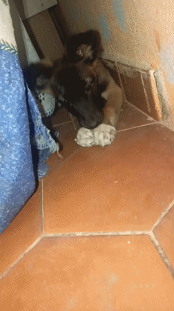 Puppy's daily life documented by residents in Juan Griego