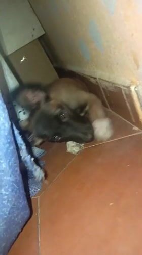 Puppy's daily life documented by residents in Juan Griego