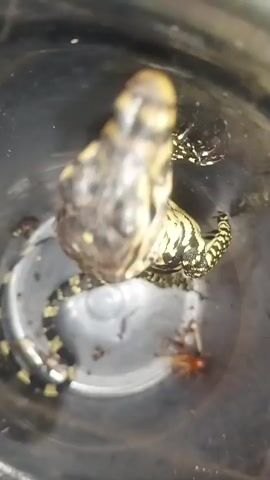 A monitor lizard with black and yellow markings is shown in a cylindrical container. The lizard is coiled around itself and appears to be either grooming or resting. A cricket is also visible in the container. The environment is dimly lit, and the container appears to be made of metal or plastic.