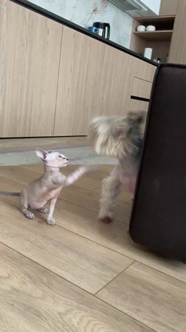 The video shows a hairless kitten and a dog playing on a wood floor in a kitchen. The kitten, which is very small, is pale and has gray markings. The dog is a small, fluffy breed, possibly a terrier, with a mostly white coat that is short and patchy on its body and fuller around its head and legs. The dog is playing with the kitten and gently bites and bats at it with its paws. The kitchen features light wood cabinets and drawers.