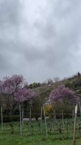 The video shows a vineyard on a hillside under a cloudy sky. The vines are low and bare, supported by metal posts and wires. Two trees with pink blossoms frame the left and right sides of the scene, with yellow flowering bushes also visible.  A small structure with a dark roof can be seen partway up the hill, nestled among more vines and other trees. The overall impression is one of early spring in a rural area.