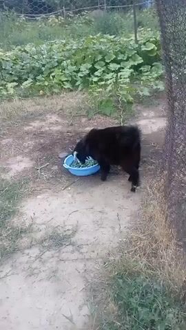 A black goat is eating from a blue bowl in an outdoor setting. The goat is facing the bowl, with its head lowered as it eats. The bowl appears to contain some sort of food, possibly vegetables or greens. The ground around the goat is dirt and dry grass. In the background, there are large green plants, possibly a garden or field, and a fence made of wire mesh. The scene appears to be in daylight, and the weather seems to be dry. The overall setting suggests a rural or agricultural environment.