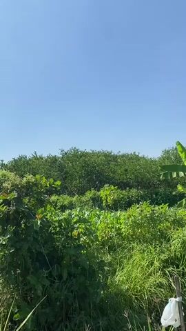 The video shows a rural landscape with lush green vegetation under a clear blue sky. In the foreground, there are tall grasses and a pile of dry hay. A banana tree is visible on the right side of the frame. In the middle ground, there is a paved road stretching into the distance, with more vegetation and some hills in the background. There are no people or animals visible in the video. The overall impression is one of a serene and natural environment.