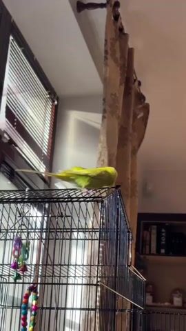 A bright green budgie is perched on top of a black metal birdcage. The bird is facing to the right, with its tail feathers extending out to the left. Its body is angled downwards, and its head is turned slightly towards its back. The budgie appears to be preening or grooming itself. The birdcage is positioned in front of a window with blinds. Behind the cage, a light-colored curtain with a floral pattern hangs. The environment appears to be indoors, possibly a living room or bedroom, with sunlight streaming in from the window.