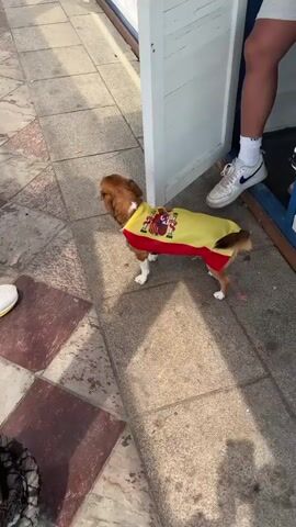 A medium shot shows a small brown and white dog standing on a textured gray and reddish-brown tiled sidewalk. The dog is wearing a yellow cape with a red border. The cape is emblazoned with the Spanish flag, featuring a crest in the center. The dog is looking to its left, slightly upward. To the right of the dog, a person's legs are visible. They are wearing light-colored shorts and white sneakers with black laces and a blue logo. The person is standing near a white structure that appears to be a doorway or partition. The environment is outdoors, with sunlight casting shadows on the ground.