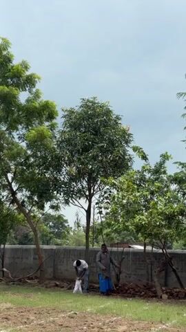 The video shows an outdoor scene with two men and trees. One man, wearing a white shirt and blue pants, is kneeling and working with a white bag. The other man, wearing a grey shirt and blue lungi, stands nearby. There is a concrete wall in the background. The area appears to be a garden or park with lush green trees and grass. The sky is cloudy. In the second part of the video, there is a covered area with red tables and chairs, and a few people are seen walking around. The overall scene suggests a rural or semi-rural environment.
