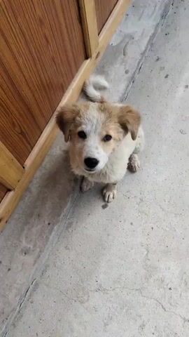 A puppy sits on a concrete surface next to a wooden wall and then a hand pets it. The puppy then lies down and wags its tail.