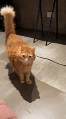Orange cat walks across tiled floor in Buenos Aires interior