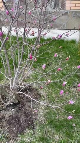 A close-up, ground-level shot shows a blooming magnolia tree with numerous pink flowers and buds on its bare branches. The tree is surrounded by green grass and some bare soil at its base. In the background, a light brown brick house with dark window frames and a gray roof is visible. The camera slowly pans upwards and then slightly around the tree, showcasing the vibrant pink blooms against the muted tones of the branches and the house. The weather appears to be overcast or diffused, as there are no harsh shadows. The visible text, "Магнолия расцвела, весна наступает," indicates that the magnolia has bloomed and spring is arriving. The scene is set in what appears to be a garden or yard in Лесной Пейзаж Кп (Шарапово, Russia).