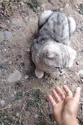 A person's hand with a ring on their finger reaches out towards a Scottish Fold cat with gray and white fur. The cat is sitting on the ground, which is composed of dirt and small stones. The person gently pets the cat's head and chin. The cat appears to be leaning into the touch. The background is blurred, but appears to be an outdoor setting.