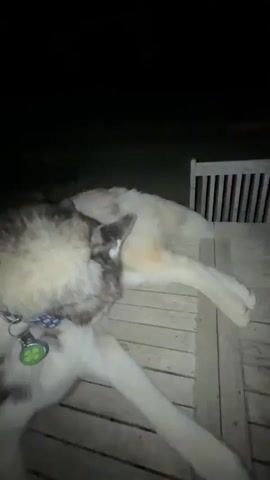 A person's hand extends into the frame and gently touches a dog's paw. The dog, a husky breed with gray and white fur, is lying down on a wooden surface, possibly a deck. The dog then licks the person's fingers. The background is dark, suggesting nighttime.