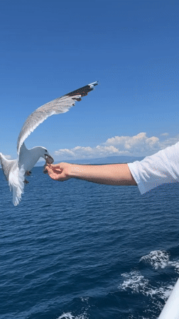 Hand-feeding seagulls from ferry in Aegean Sea near Thassos