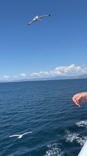 Hand-feeding seagulls from ferry in Aegean Sea near Thassos