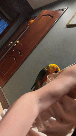 Family afternoon with pet parrot in Khimki home