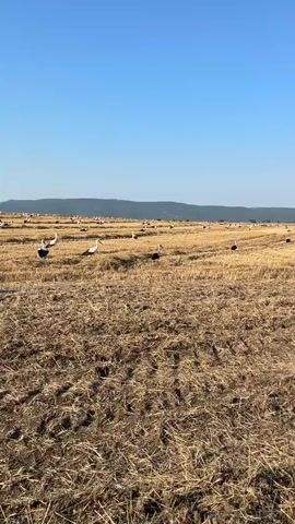 A drone or camera is moving over a dry, harvested field, possibly wheat, with many storks scattered across it. The sky is clear and blue. The storks are of varying sizes and are walking and some are in flight.