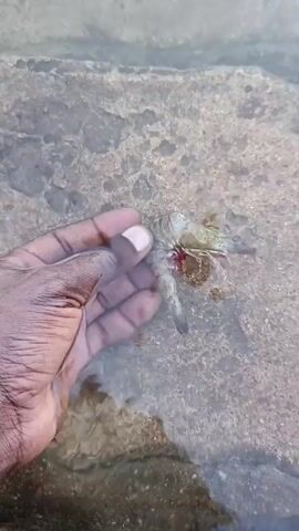 A dark-skinned hand holds a dead or dying shrimp in shallow water with a stone or concrete bottom. The shrimp appears damaged, possibly missing parts, and has a reddish hue in some areas. The water is clear enough to see the bottom, which is a mix of light and dark patches. The hand holding the shrimp is positioned close to the surface of the water.