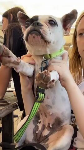 This is a vertical video clip. A white French bulldog with black markings, wearing a bright green collar and leash, is being held by two people. The dog is looking directly at the camera with a slightly tilted head. The scene appears to be outdoors, possibly a cafe or restaurant patio, with a wooden table in the foreground. In the background, other people are visible, as well as a fan and a glass of red wine on the table. The overall mood is casual and relaxed. The time of day appears to be daytime.