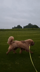Evening dog walk across fields and paths in Kempelevo
