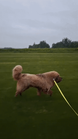 Evening dog walk across fields and paths in Kempelevo