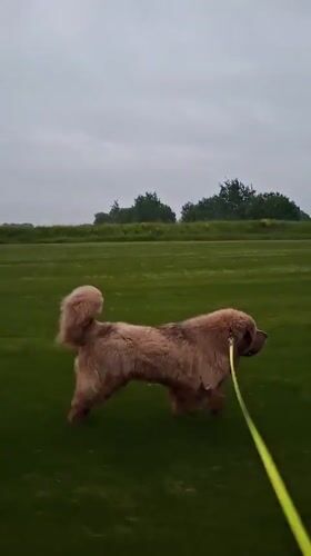 Evening dog walk across fields and paths in Kempelevo