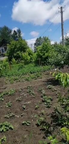 The video shows a garden with several young trees and rows of what appear to be strawberry plants. The ground is dark soil, and there is green grass and foliage. In the background, there is a wooden structure and more trees. The sky is blue with white clouds. The camera pans slowly across the scene.
