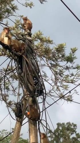 Monkeys climb and swing across utility wires in Devon, Sri Lanka