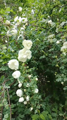 White lilacs bloom in Russian village garden