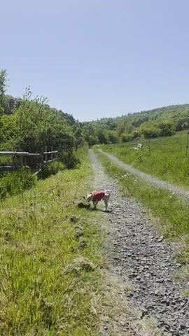 The video features a small, light-colored dog wearing a red harness or vest walking on a gravel path through a verdant, rural landscape.

At the beginning (0:00-0:01), the dog is seen from a slightly elevated perspective, sniffing the grassy verge alongside the gravel path. The path is bordered by lush green grass dotted with yellow dandelions. A wooden fence is visible to the left, and a wooden bench can be seen further down the path on the right. The background consists of rolling hills covered in dense green trees under a clear, bright blue sky.

From 0:01 to 0:05, the perspective shifts to directly behind the dog as it walks away from the camera along the winding gravel path. The dog's tail is curled upward and wags slightly. The path appears to gently ascend and curve into the distance, surrounded by the same vibrant green foliage and trees. The time of day is clearly daytime, with bright sunshine casting soft shadows. The overall scene depicts a peaceful outdoor setting, likely a trail or country road in a natural environment, consistent with the provided location context of Görgeshausen, Germany. There is no visible text in the media.