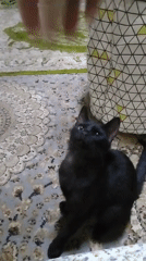 Woman documents afternoon routine with cats in UAE neighborhood