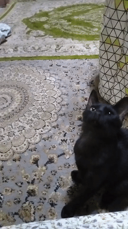 Woman documents afternoon routine with cats in UAE neighborhood