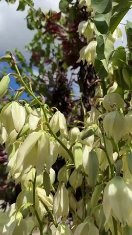 A close-up shot of a plant with numerous cream-colored, bell-shaped flowers blooming in clusters. The flowers are mostly open, some are still buds. The background shows blurred green leaves and a small patch of blue sky with white clouds. Some reddish-brown foliage is also visible in the background.