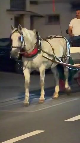 The video shows a horse-drawn carriage on a paved road at night. The carriage is pulled by a white horse. A man wearing a white t-shirt and blue jeans is driving the carriage. A young woman in a purple dress is sitting next to him. The carriage has red wheels and white trim. The horse is wearing a bridle and harness. In the background, there are buildings with lights on. The road has white lane markings. The carriage appears to be moving forward. The video also briefly shows another carriage with a different driver and a white horse.