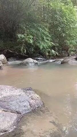 A slow-motion video shows a shallow river flowing over rocks. The water is murky brown, and the riverbed is filled with rocks. On the right side of the frame, a large grey rock is in the foreground, with smaller rocks submerged in the water behind it. In the background, a dense green forest of bamboo trees lines the riverbank. The water appears to be moving slowly, with small ripples forming around the rocks. There are no people or animals visible in the video.