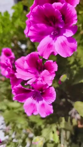 A close-up shot shows several vibrant pink flowers with ruffled petals and dark centers, set against a blurred background of green foliage. The lighting suggests it is daytime, with bright sunlight illuminating the flowers. The camera is focused on the blooms, creating a shallow depth of field that blurs the surroundings. The video appears to be a still shot or a very slow zoom/pan, as there is minimal movement. No people or animals are visible.
