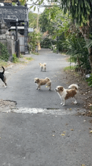 Everyday Kuta Selatan: streets, shops, greenery, and construction