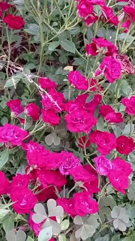 A medium shot, filmed outdoors, captures a dense cluster of bright pink roses. The roses are in various stages of bloom, with some fully open and others still budding. Green leaves and thorny stems are visible throughout the frame, creating a lush, natural backdrop. The camera appears to be panning slowly upwards, showcasing the abundance of flowers. The lighting suggests it is daytime, likely with overcast conditions as there are no harsh shadows.