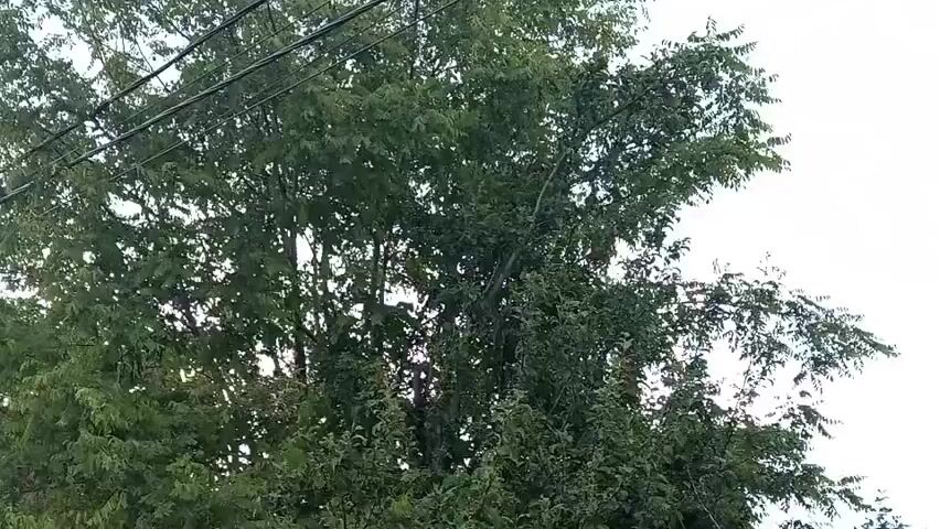 The video shows an upward view of a tree with green leaves and overhead wires against a cloudy sky. The camera pans slightly from left to right.