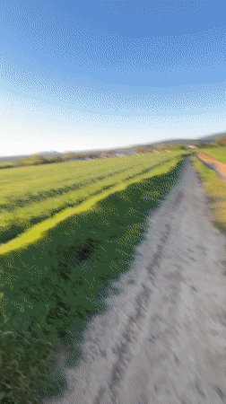 Couple walks golden retriever through Bulgarian countryside fields