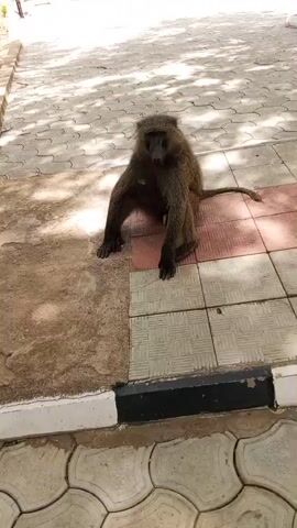 The video shows a baboon sitting on a paved area. The baboon is facing forward with its legs spread apart. A person's legs and shoes can be seen in the background. The area surrounding the baboon has trees and shrubs.