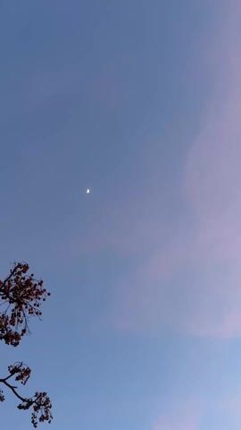 The video shows a view of the sky. A crescent moon is visible against the blue sky, which is lightly tinted with pink clouds in the upper right corner. A tree branch with red berries is visible in the lower left corner. The camera slowly pans right.