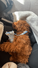 Small dog naps with toy on sofa in Bulgaria