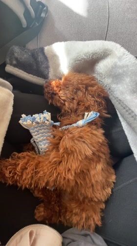 Small dog naps with toy on sofa in Bulgaria