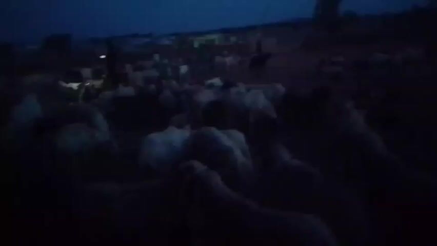 In a poorly lit, low-resolution video, a large flock of sheep moves through an open area at night. The sheep, mostly white, are clustered together, making it difficult to discern individual animals. Several people can be seen among the sheep, but their features are obscured by the darkness. In the background, there are indistinct structures that might be buildings or tents. The overall atmosphere is dark and unclear.