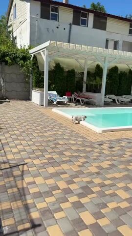 A small white and brown dog stands on the edge of a swimming pool, looking down at the water. The dog is about to enter the pool. In the background, two people are relaxing on lounge chairs under a white pergola. The swimming pool is surrounded by a patio made of interlocking bricks in shades of brown and yellow. A white building is visible behind the pergola. The scene is outdoors on a sunny day.
