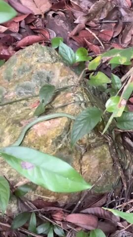 A green snake is slithering on a rock in a forest. The snake has thin white stripes running down its body. The rock is covered in moss and surrounded by green leaves and brown leaves. The scene is dimly lit.