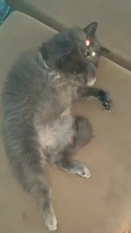 A fluffy gray cat is lying on its back on a brown surface. The cat has its eyes open and they appear to be glowing red. The cat's paws are tucked towards its chest and its tail is curled around its body. The background is blurry but appears to be indoors.