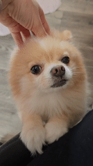 Pomeranian dog photographed indoors in Burgas, Bulgaria