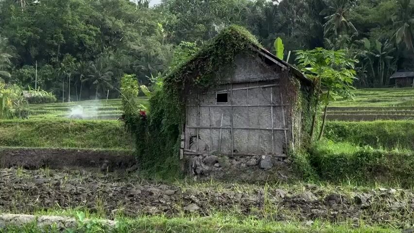 The media file captures a tranquil scene in Bebandem, Indonesia, likely during the day, as suggested by the ample natural light illuminating the lush landscape. The primary subject is a small, rustic hut, appearing somewhat neglected and overgrown with dense green vines and foliage, suggesting it is either abandoned or infrequently used. The hut is constructed from what appears to be bamboo and thatch, giving it a traditional, humble aesthetic.

The hut is situated amidst terraced rice fields, a hallmark of Indonesian agriculture. The foreground shows freshly tilled, muddy earth, indicative of recent planting or preparation for it. In the mid-ground, the rice paddies are a vibrant green, with some appearing to be actively irrigated, as a fine mist or spray is visible rising from one section. The background is dominated by a dense, verdant tropical forest, with tall trees and palm fronds creating a rich, natural backdrop. The overall setting evokes a sense of rural life, natural beauty, and perhaps a touch of melancholy due to the hut's state of disrepair.

The weather appears to be overcast or perhaps after a rain, given the soft lighting and the mist in the fields. There are no discernible people in the frame, focusing the attention solely on the hut and its natural surroundings. The scene conveys a peaceful, serene, and slightly weathered atmosphere, highlighting the harmonious, and sometimes encroaching, relationship between human habitation and the powerful forces of nature. No visible text is present in the media file.