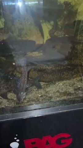 The video shows an aquarium with two large amphibians and one smaller amphibian with white spots. The two large amphibians are dark brown with lighter spots and appear to be interacting, possibly touching each other with their heads. The smaller amphibian is black with white spots and is swimming near the bottom of the tank. The tank contains rocks, gravel, and some murky water. The bottom portion of the video shows part of a black surface with a red logo that appears to say "BAG".