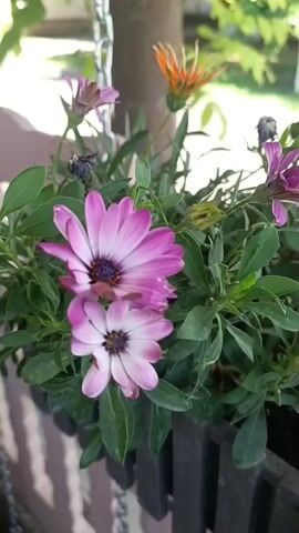 The video pans across a planter box filled with various flowers and foliage. In the foreground, two pink daisy-like flowers with dark centers are prominent. Behind them, green leaves and stems are visible, along with some wilted flowers. Further back, an orange daisy-like flower with pointed petals is partially in frame, as are several pinkish-purple flowers, some of which appear to be buds. To the right, a striking white and purple striped daisy-like flower with a yellow center is in focus. The planter box itself is made of dark wood with a slatted design. The background shows a blurred outdoor setting with trees and foliage, suggesting a sunny day. A metal chain is visible hanging from the top left of the frame. The camera movement is smooth, creating a gentle panning effect.